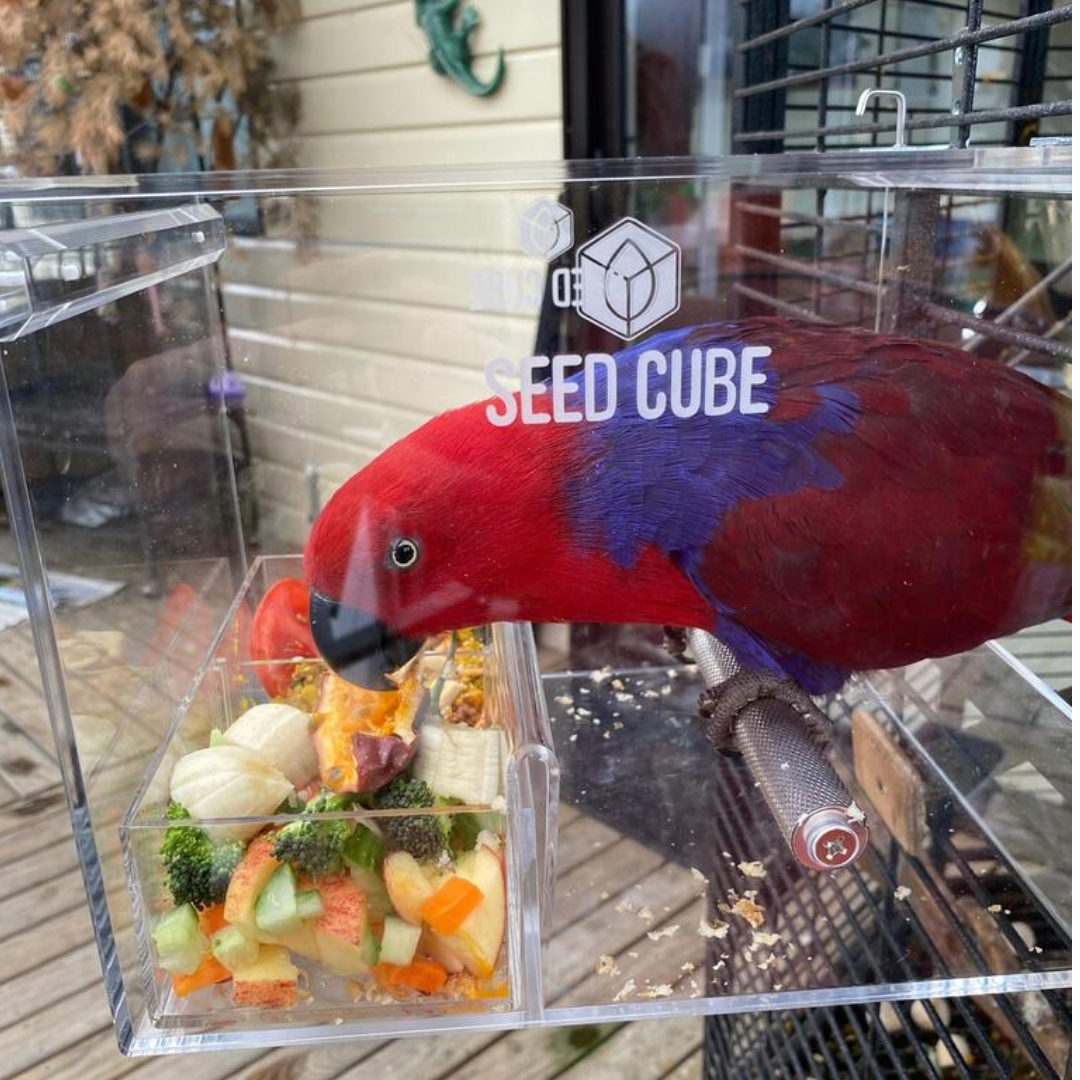 Customer bird using a Large Seed Cube