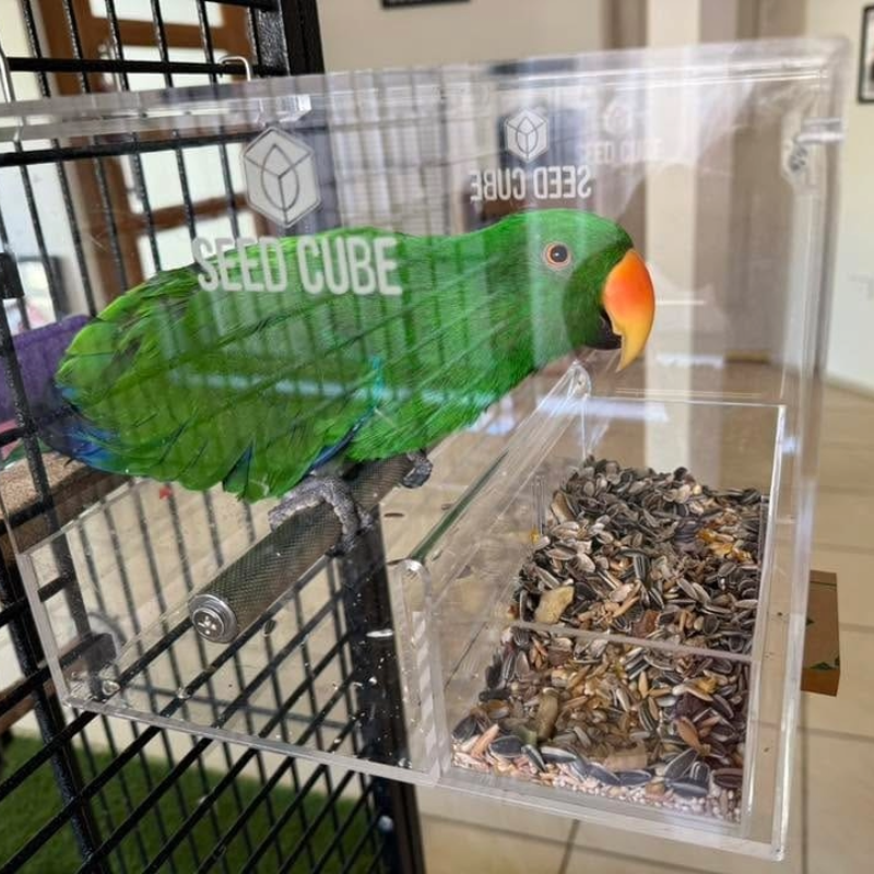 Customer bird using a Large Seed Cube
