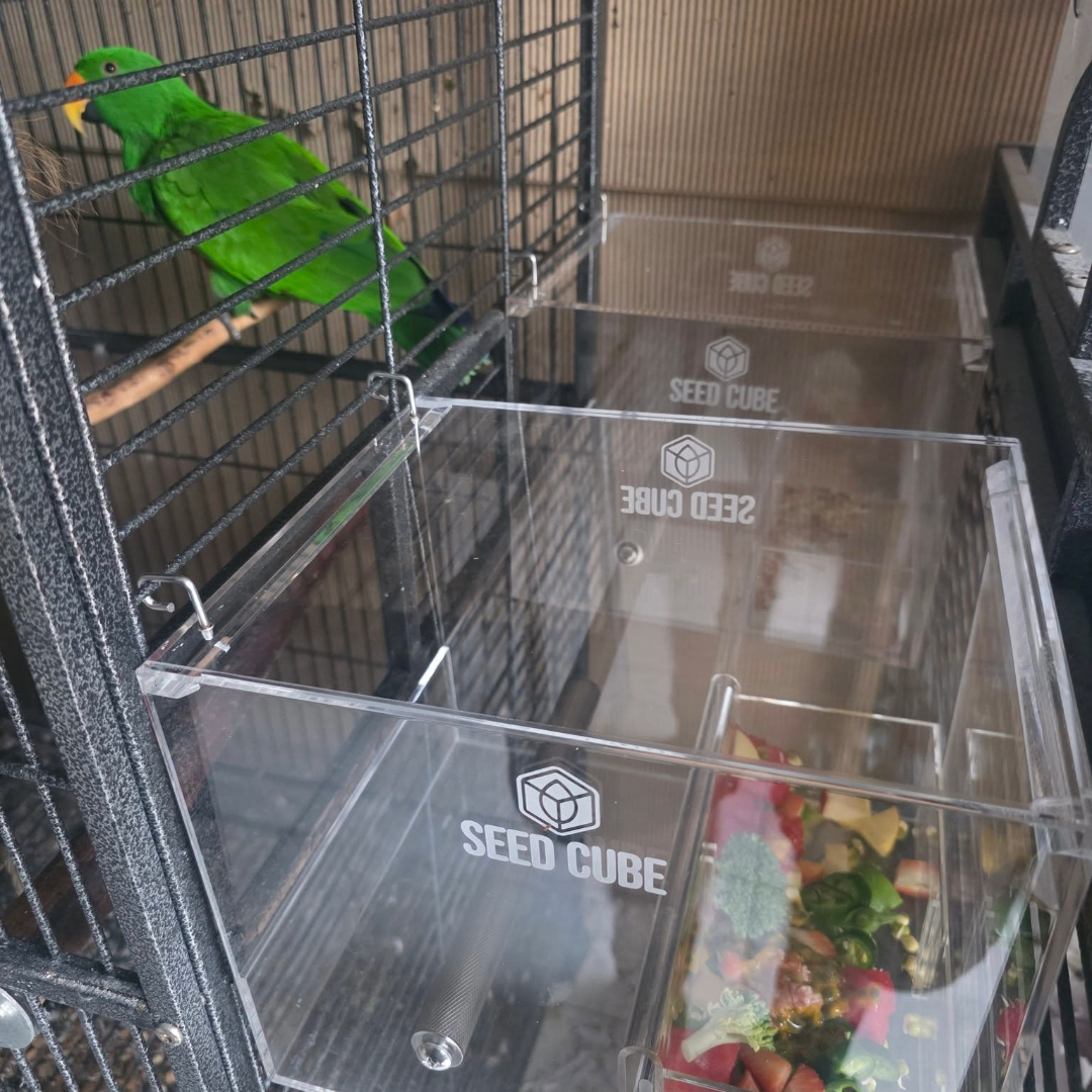 Customer bird using a Large Seed Cube