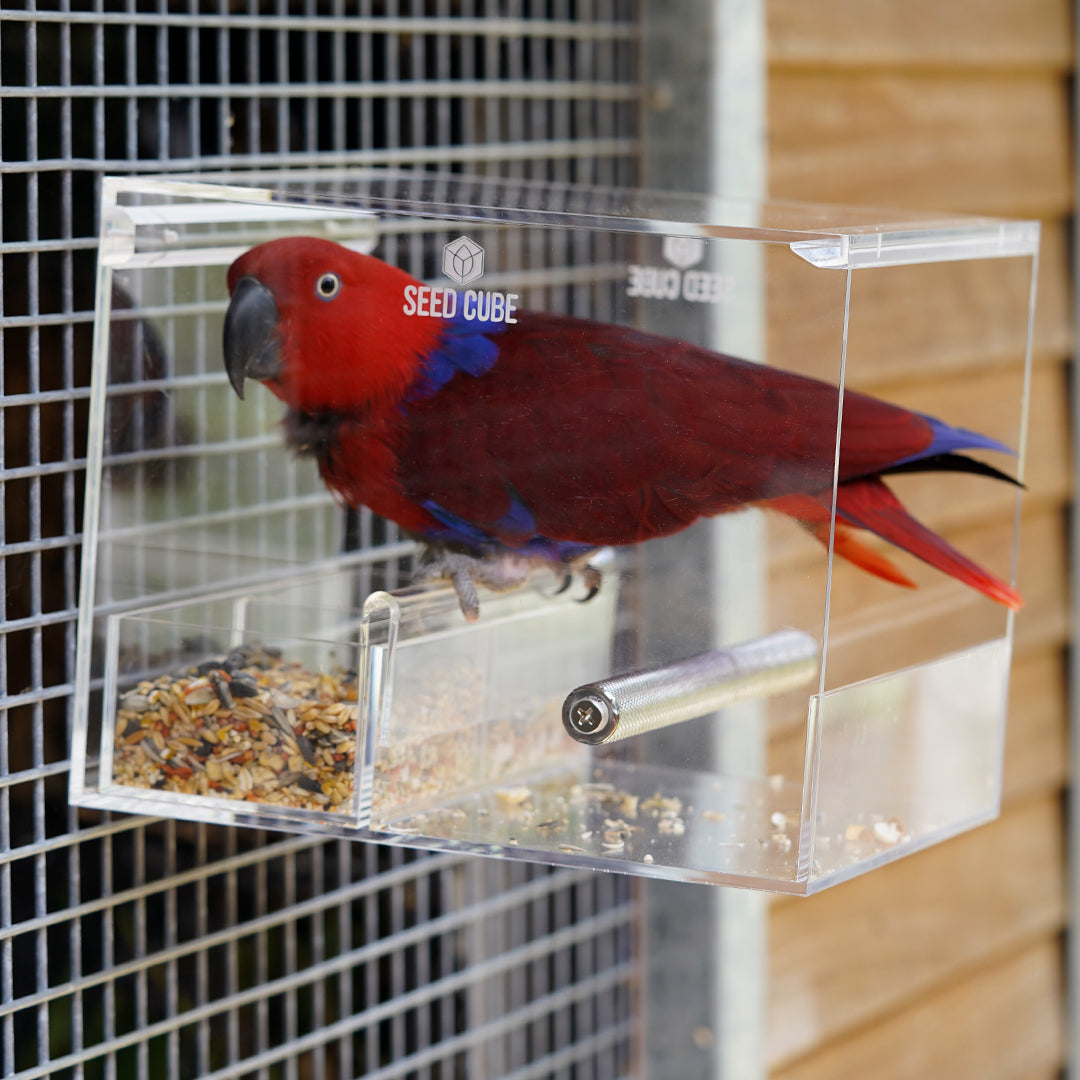 Eclectus Parrot Inside Large seed cube bird feeder Large