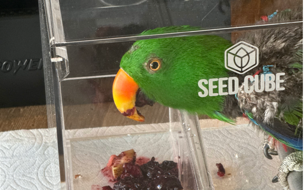 Customer bird using a Seed Cube
