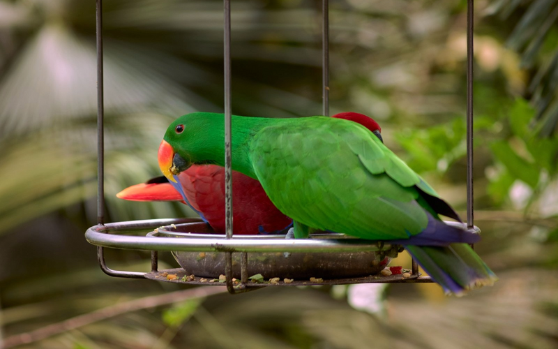 Eclectus parrot, linking to the toe-tapping and wing-flipping guide