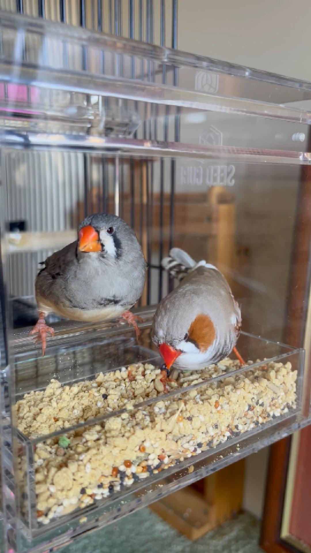 Customer bird using a Seed Cube