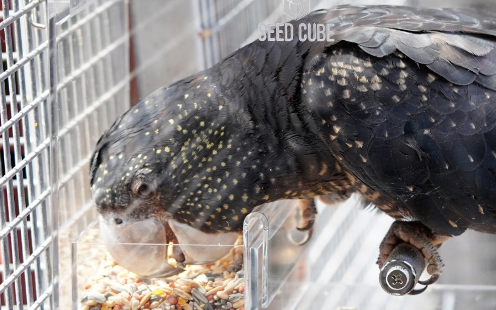 Seed Cube feeding problem visual