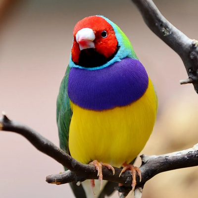 Finch