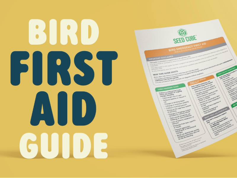 Finch first aid