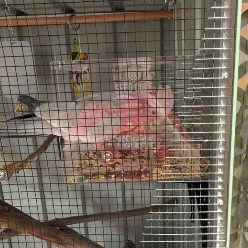 Galah no-mess feeder, Large Seed Cube for galahs