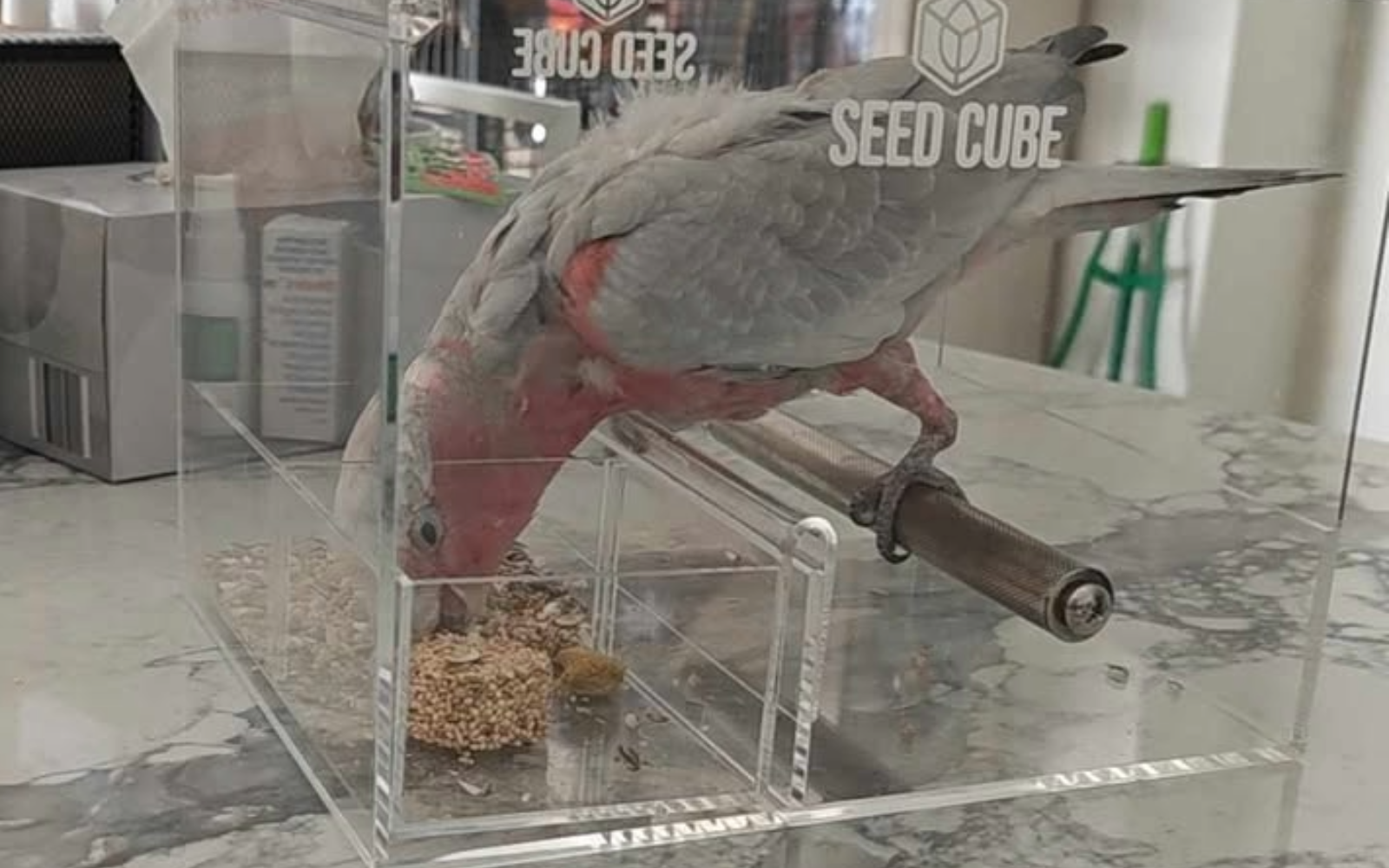 Galah feeding setup using a Large Seed Cube no-mess feeder