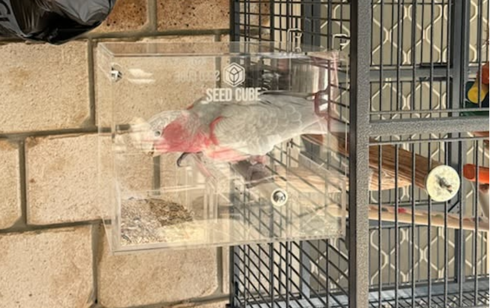 Galah seed feeder, enclosed Large Seed Cube design
