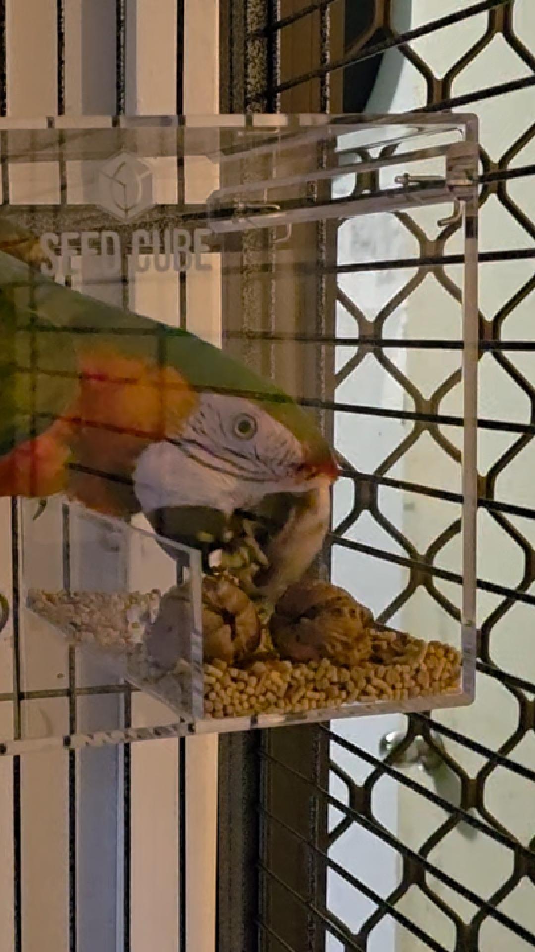 Customer bird using a Large Seed Cube