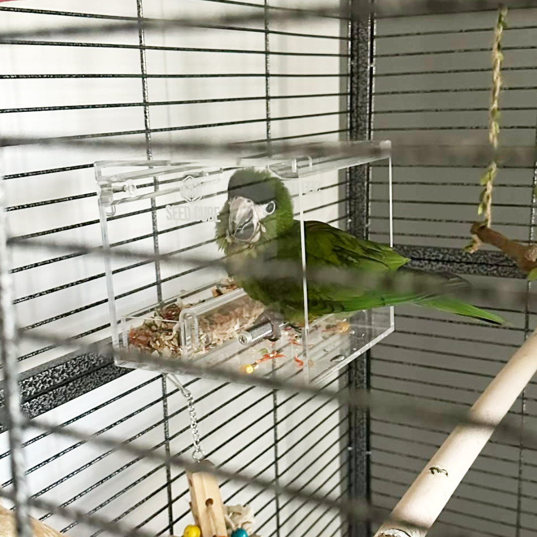 Customer bird using a Large Seed Cube