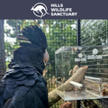 Cockatoo at Hills Wildlife Sanctuary supported by Seed Cube