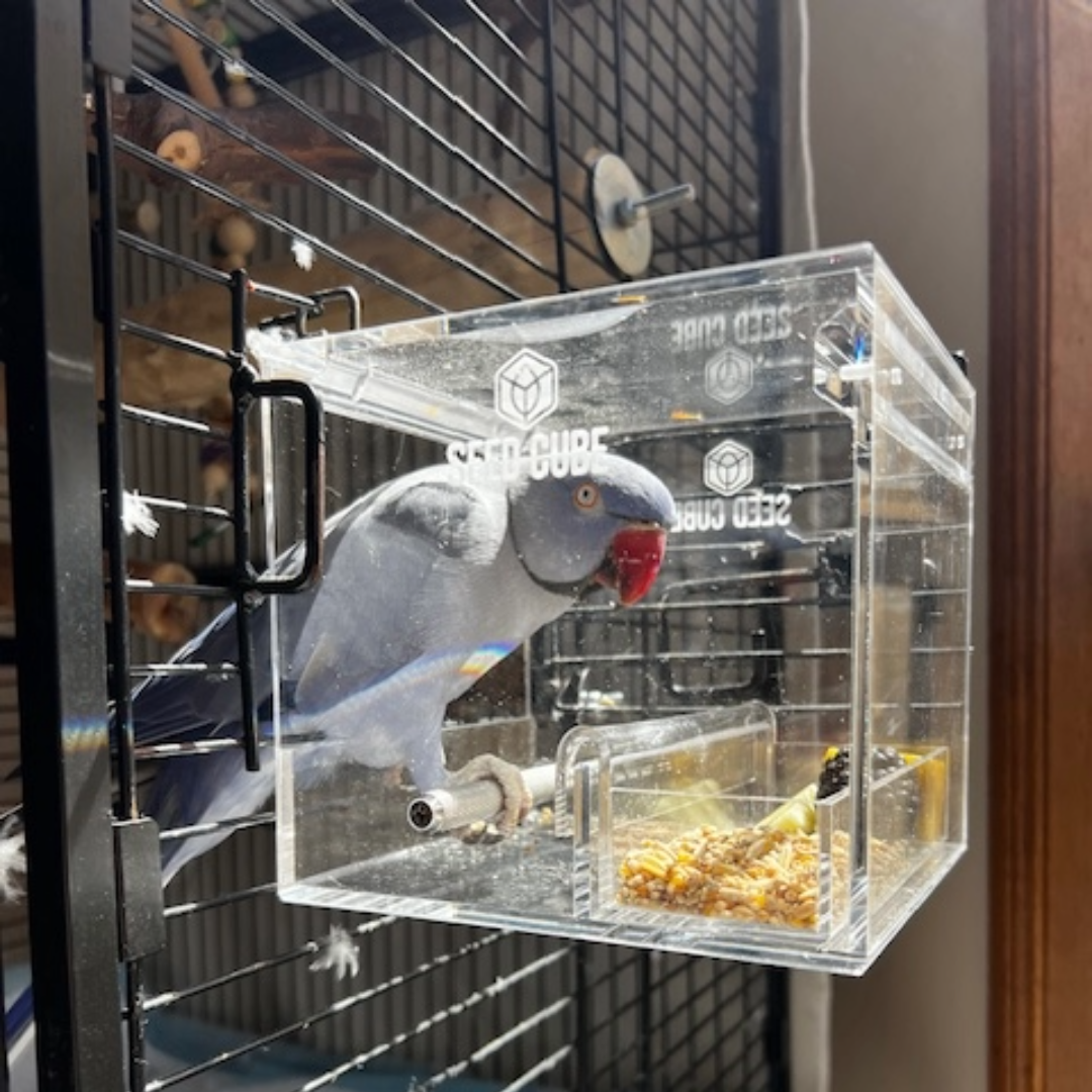 Seed Cube feeding problem visual