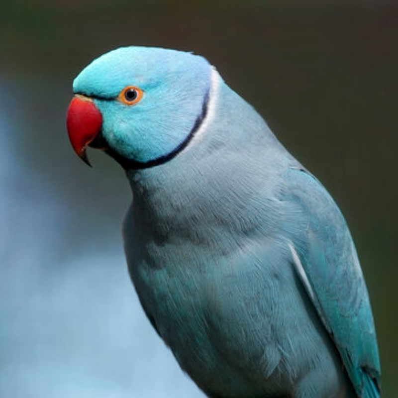 Indian Ringneck