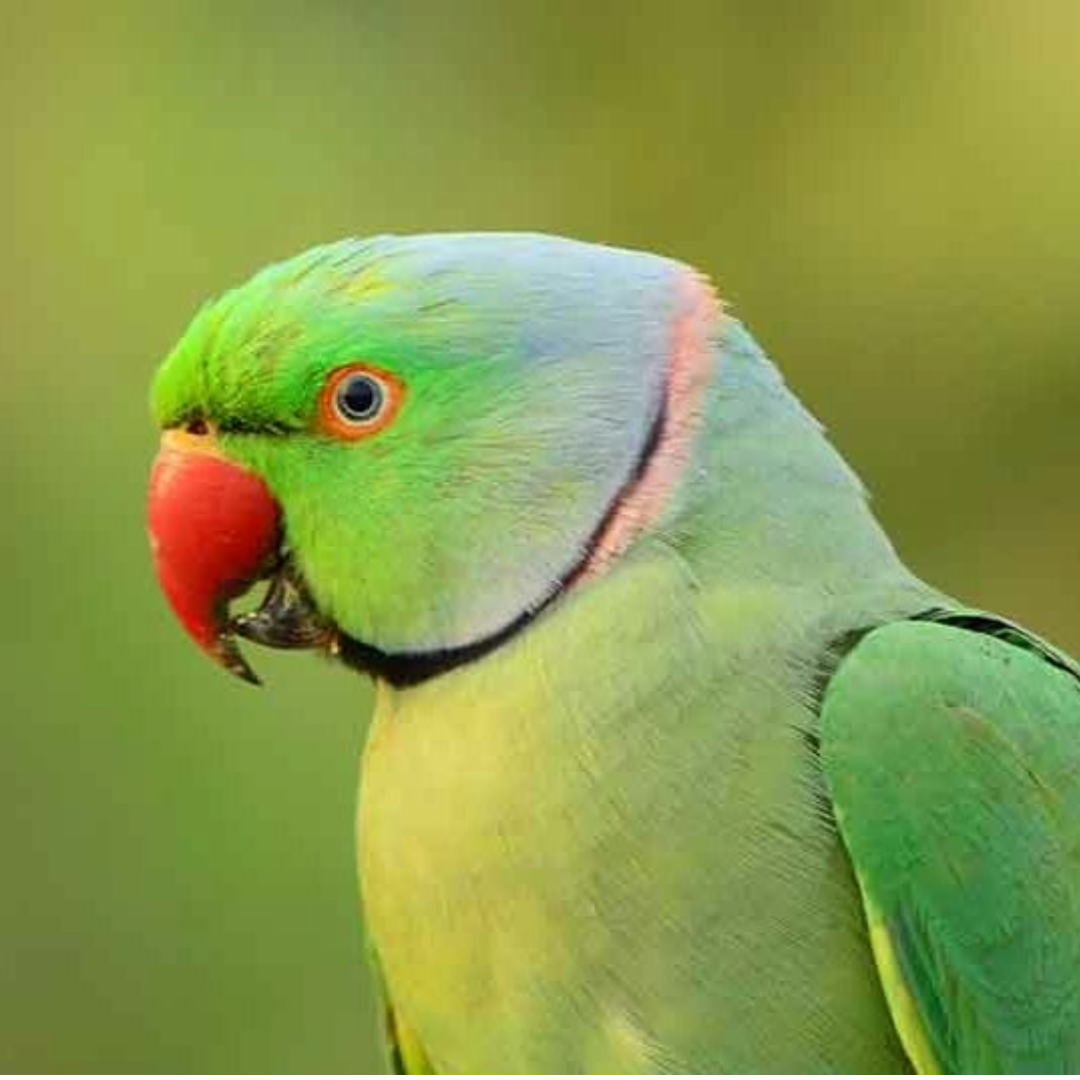 Seed Cube feeding problem visual