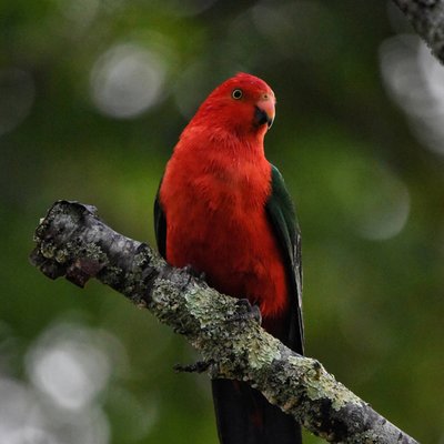 King Parrot
