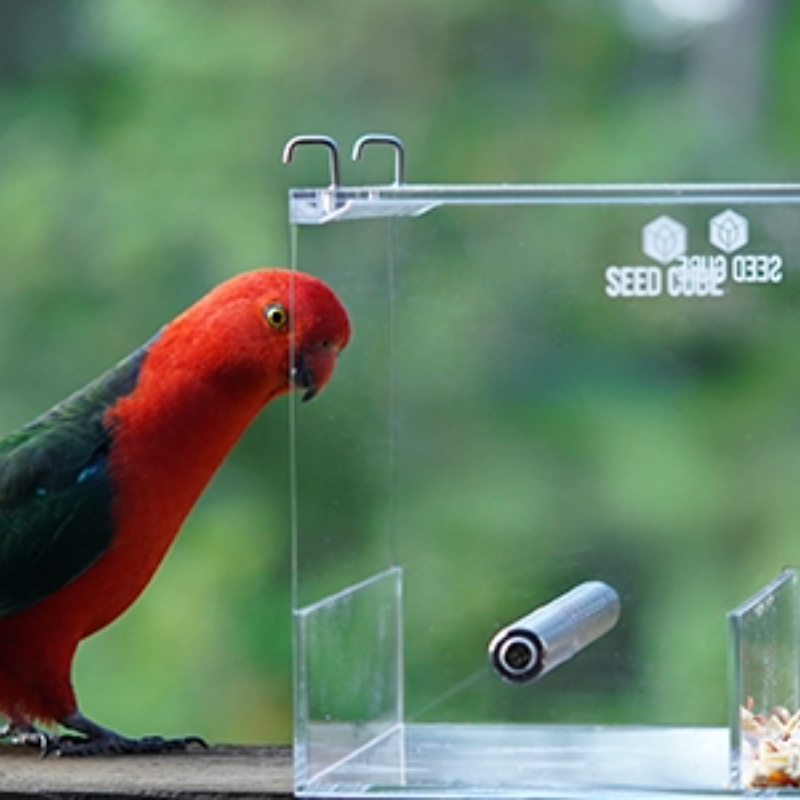 Female Australian king parrot portrait linking to the Seed Cube king parrot care guide