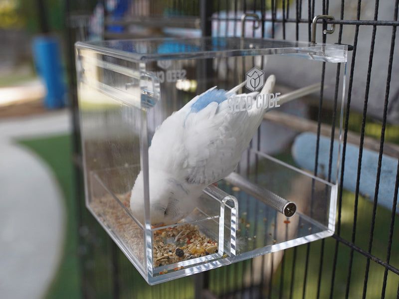 Customer bird using a Seed Cube