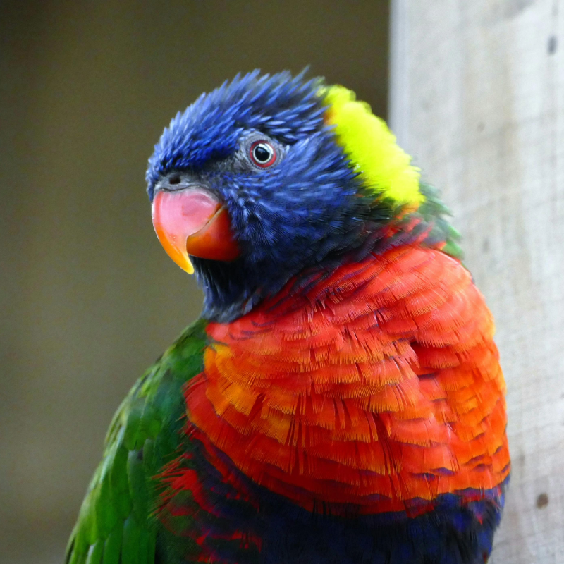 Lorikeet