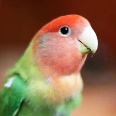 Love Bird