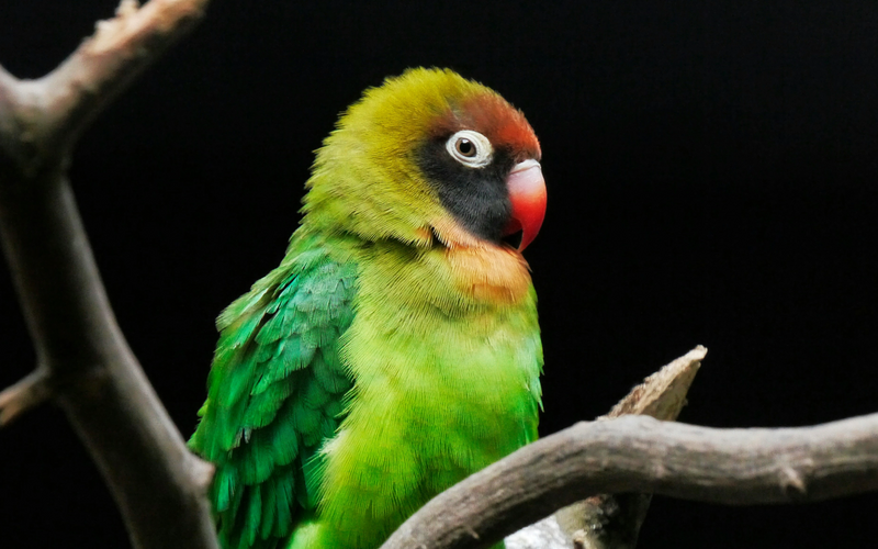 Pair of lovebirds, complete lovebird diet guide