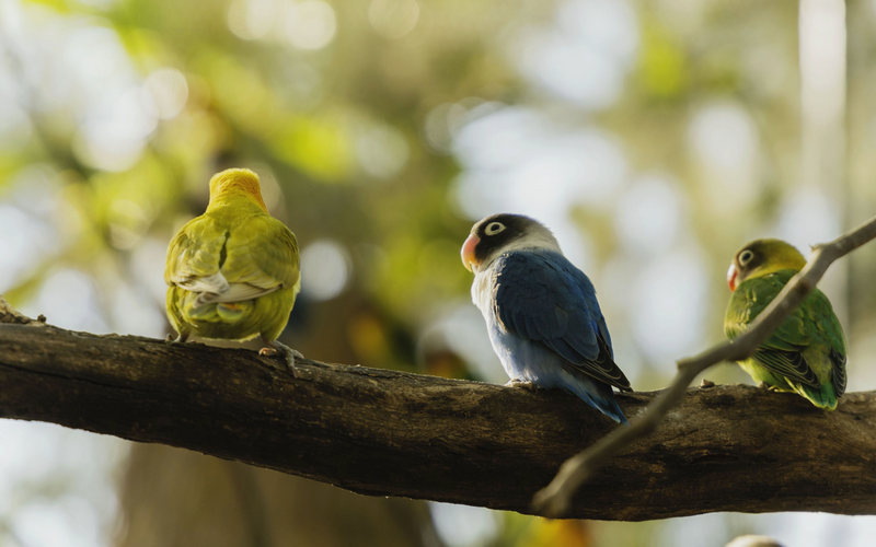Lovebird family perched, Seed Cube size guide