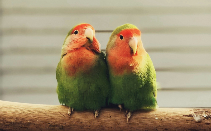 Green lovebird portrait, Seed Cube lovebird care guide