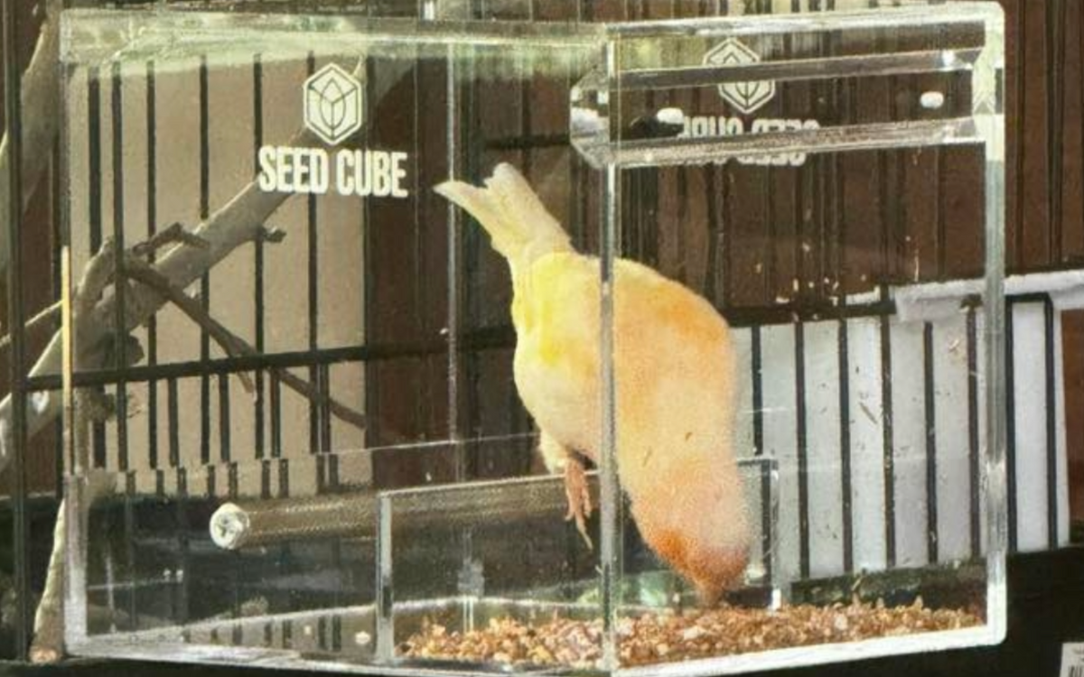 Green lovebird feeding in a Seed Cube no-mess feeder
