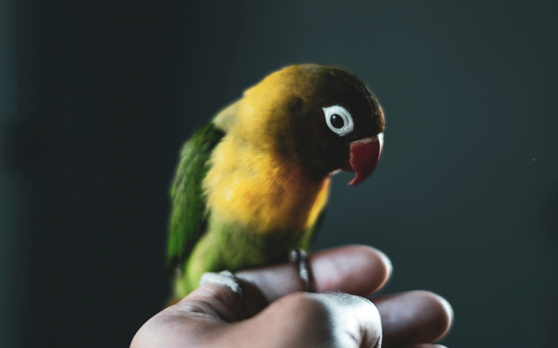 Green lovebird feeding at a Seed Cube no-mess feeder