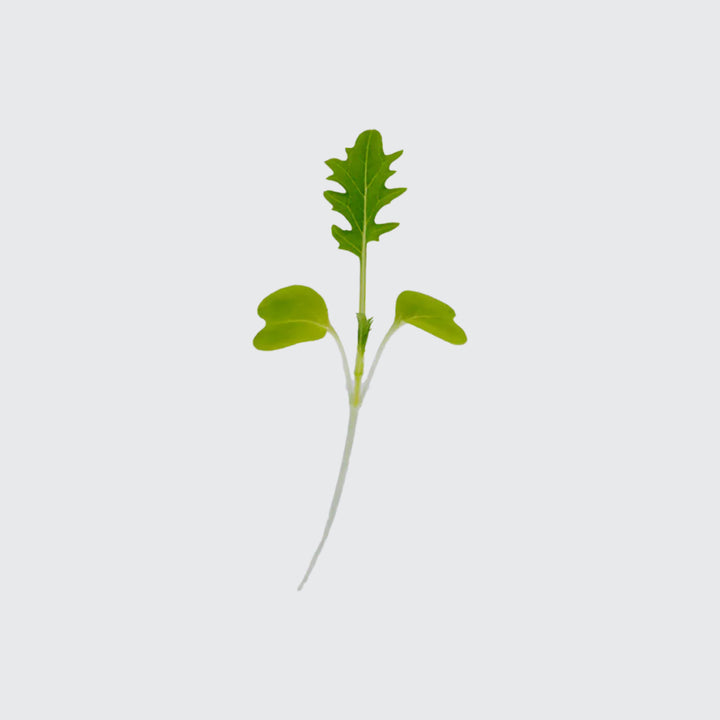 Micropod Mizuna Seed Kit