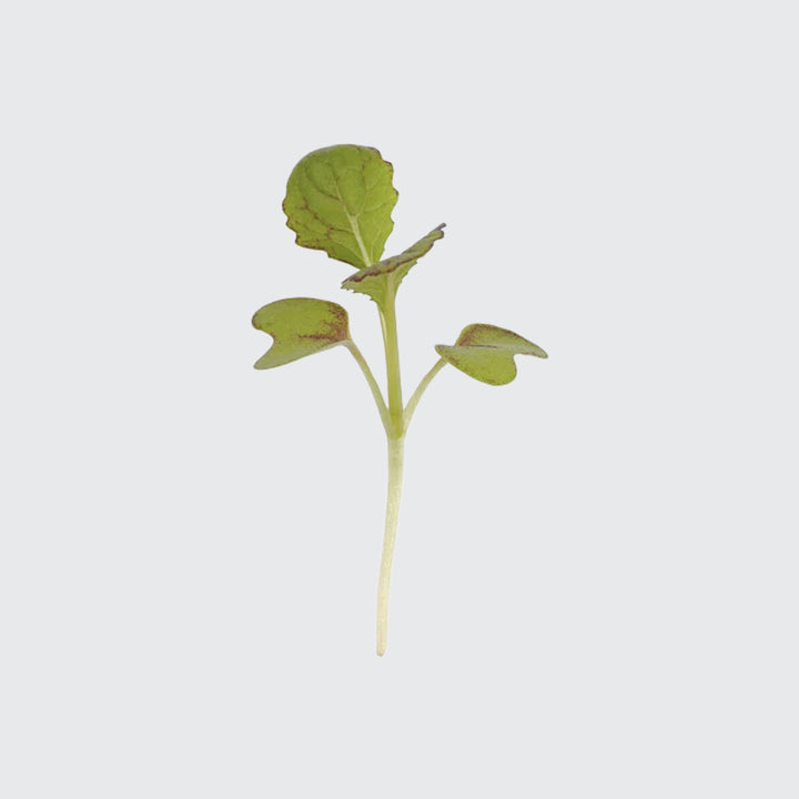 Micropod Mustard Seed Kit