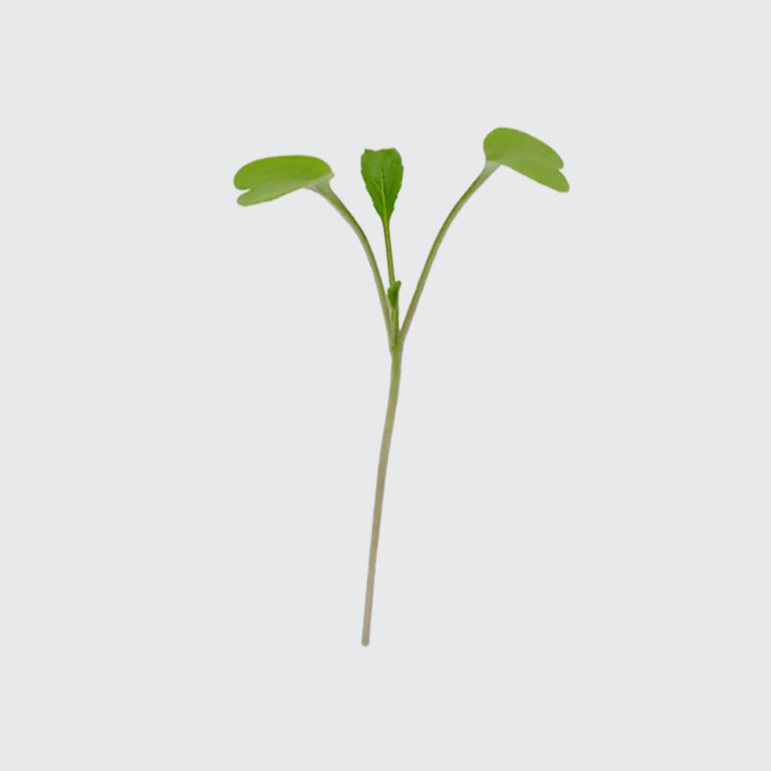 Micropod Pak Choi Seed Kit