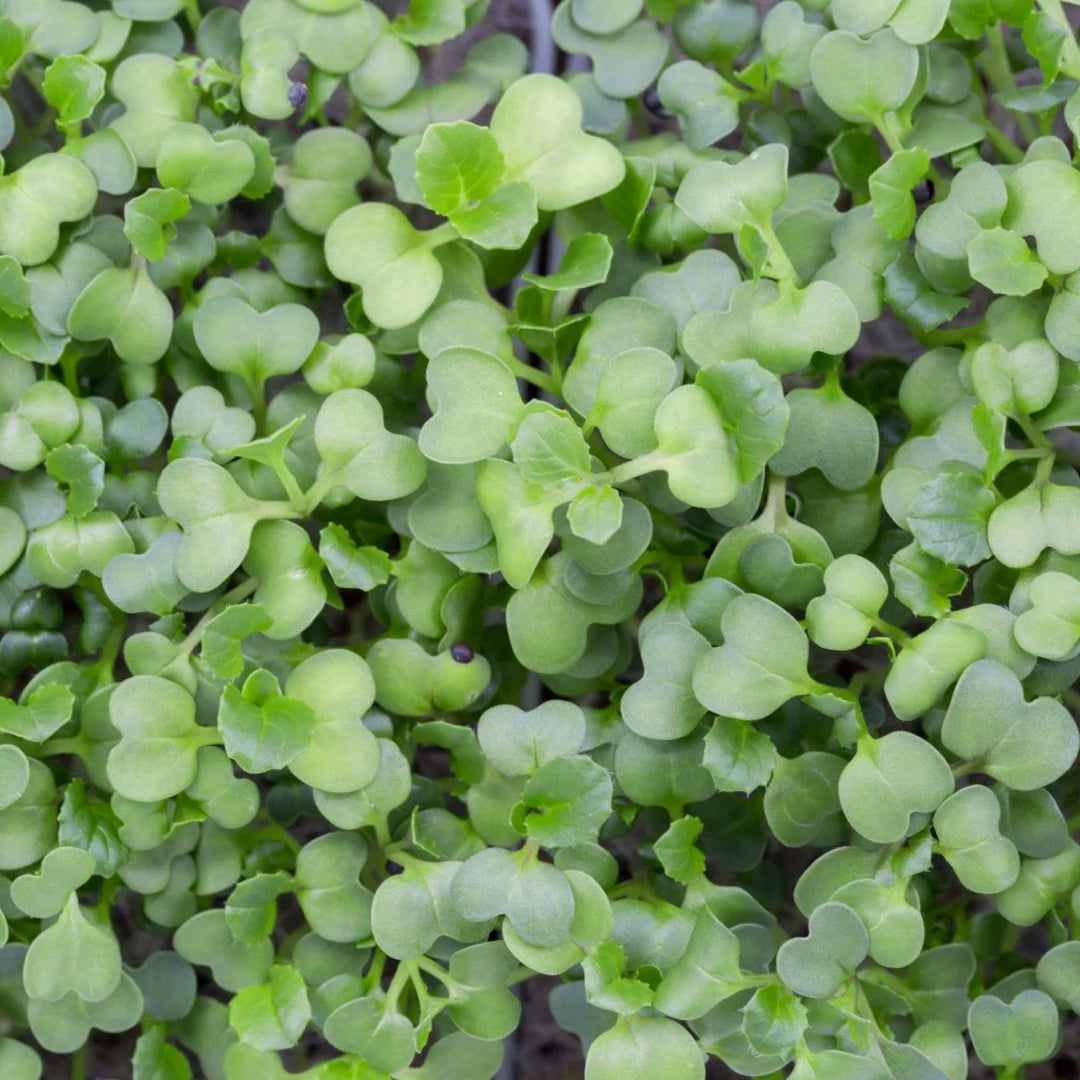 Micropod Pak Choi Seed Kit
