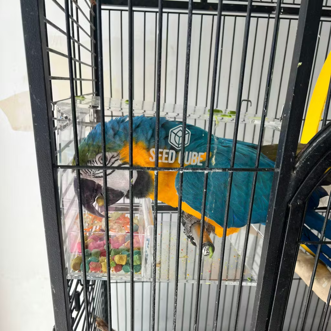 Customer bird using a Large Seed Cube