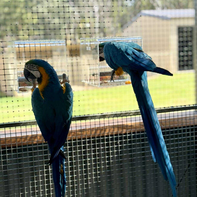 Customer bird using a Large Seed Cube