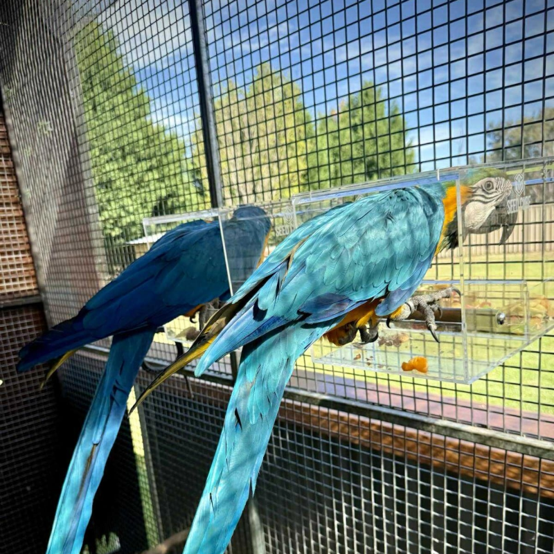 Customer bird using a Large Seed Cube