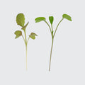 Micropod Build & Balance Microgreens-Microgreens-Seed Cube