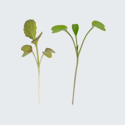 Micropod Build & Balance Microgreens-Microgreens-Seed Cube