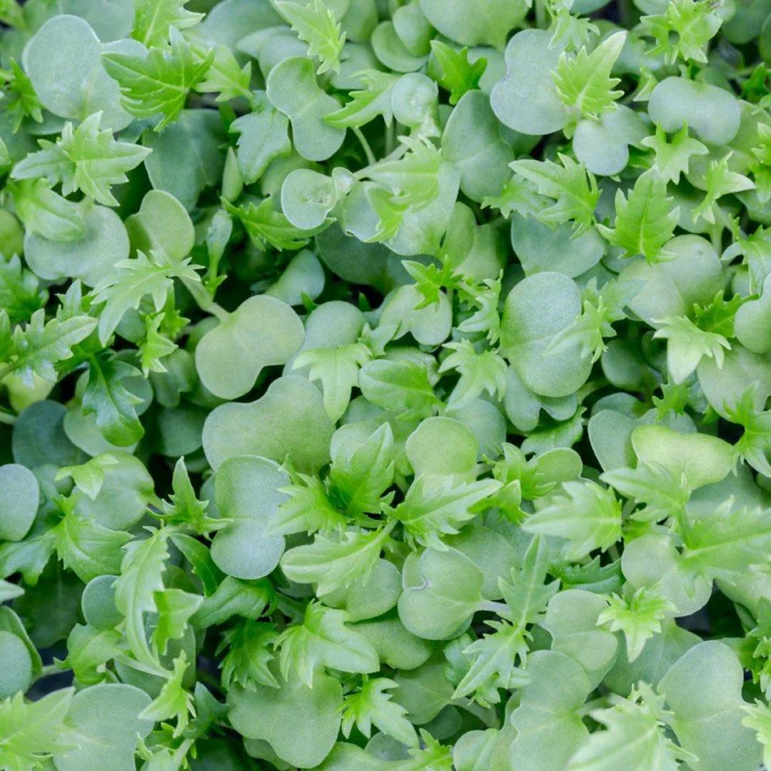 Micropod Mizuna Seed Kit-Microgreens-Seed Cube