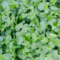 Micropod Mizuna Seed Kit-Microgreens-Seed Cube