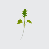 Micropod Mizuna Seed Kit-Microgreens-Seed Cube