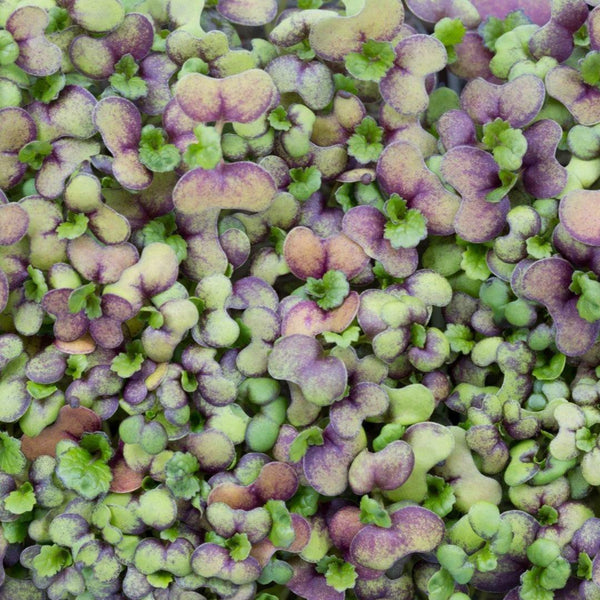 Micropod Mustard Seed Kit-Microgreens-Seed Cube