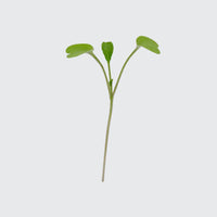Micropod Pak Choi Seed Kit-Microgreens-Seed Cube