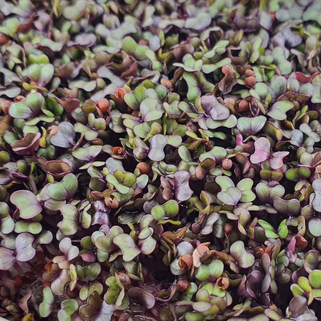 Micropod Red Cabbage Seed Kit-Microgreens-Seed Cube