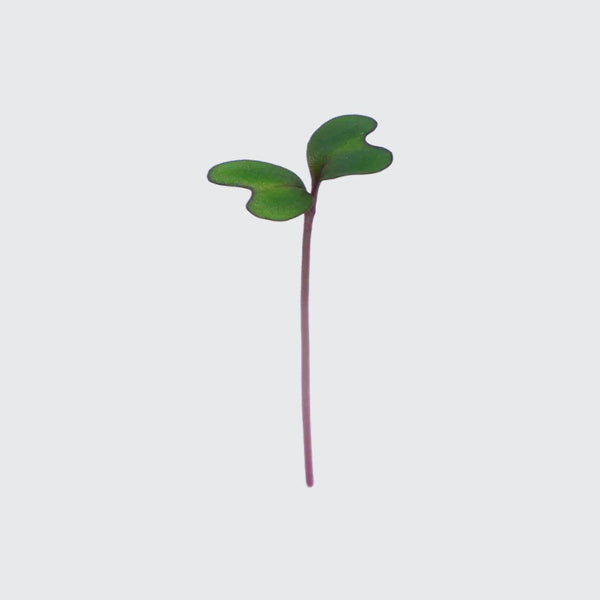 Micropod Red Cabbage Seed Kit-Microgreens-Seed Cube