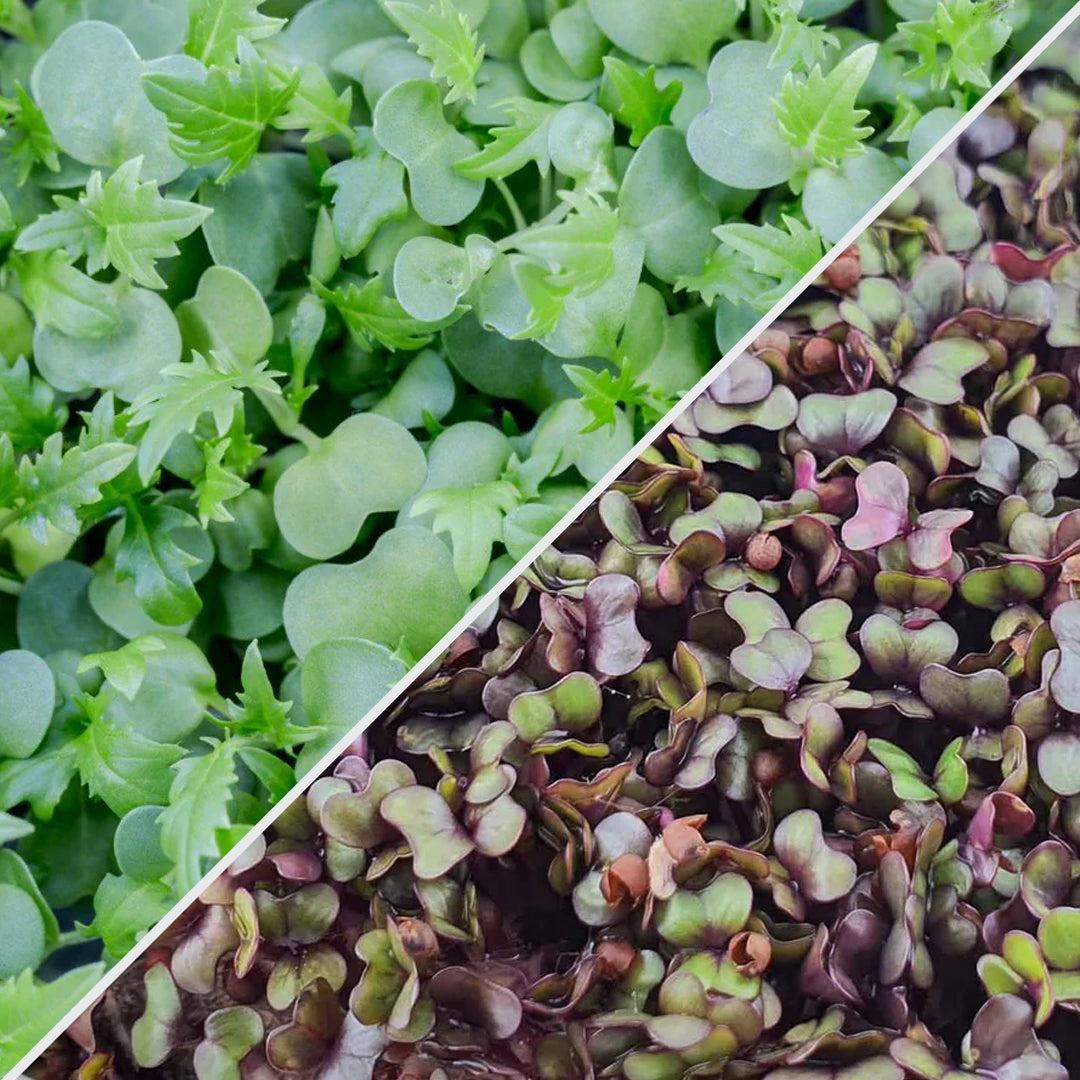 Micropod Sheild & Shine Microgreens-Microgreens-Seed Cube