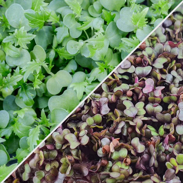 Micropod Sheild & Shine Microgreens-Microgreens-Seed Cube