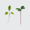 Micropod Shield and Shine microgreens seed kit with red cabbage and mizuna