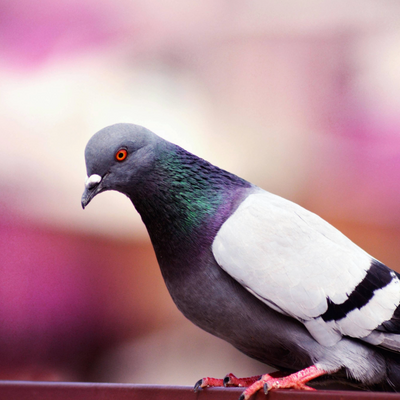 Pigeon