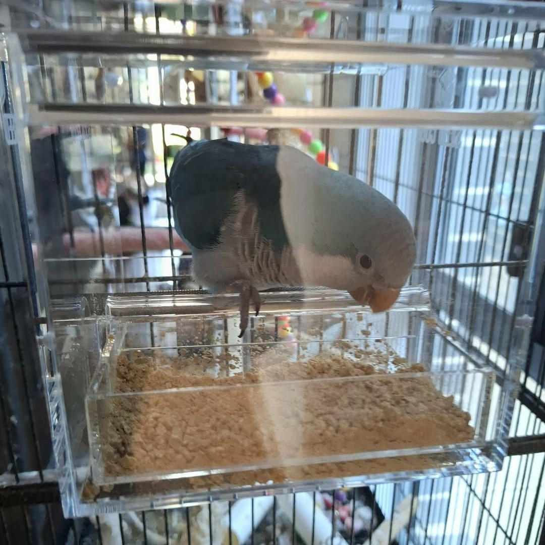 Seed Cube feeding problem visual